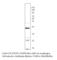 Cyclin D1 antibody, CYCD1-121AP, FabGennix, Western Blot image 