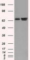 Heat Shock Protein Family A (Hsp70) Member 1A antibody, TA500827, Origene, Western Blot image 