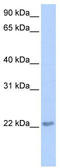 Transcription Elongation Factor A Like 2 antibody, TA339784, Origene, Western Blot image 
