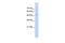 Family With Sequence Similarity 174 Member B antibody, GTX46960, GeneTex, Western Blot image 