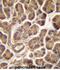Cold Shock Domain Containing C2 antibody, abx027963, Abbexa, Immunohistochemistry frozen image 
