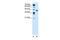 Solute Carrier Family 35 Member C1 antibody, GTX46808, GeneTex, Western Blot image 