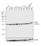 Mitogen-Activated Protein Kinase 1 antibody, PA1-37640, Invitrogen Antibodies, Western Blot image 