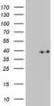 Kruppel Like Factor 7 antibody, LS-C796214, Lifespan Biosciences, Western Blot image 