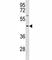 Thioredoxin Interacting Protein antibody, F47608-0.4ML, NSJ Bioreagents, Western Blot image 