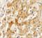 Transmembrane Protein 106B antibody, A03541, Boster Biological Technology, Immunohistochemistry paraffin image 