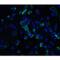 CASP2 And RIPK1 Domain Containing Adaptor With Death Domain antibody, LS-C256, Lifespan Biosciences, Immunofluorescence image 