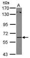 Zinc Finger Protein 449 antibody, PA5-30735, Invitrogen Antibodies, Western Blot image 