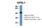 Opioid Related Nociceptin Receptor 1 antibody, NBP1-69143, Novus Biologicals, Western Blot image 
