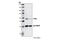 Phosphatase And Tensin Homolog antibody, 9559S, Cell Signaling Technology, Western Blot image 