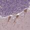 Zinc Finger Protein 337 antibody, HPA064219, Atlas Antibodies, Immunohistochemistry frozen image 