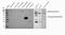 Decorin antibody, PB9174, Boster Biological Technology, Western Blot image 