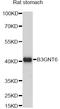 UDP-GlcNAc:BetaGal Beta-1,3-N-Acetylglucosaminyltransferase 6 antibody, A14975, ABclonal Technology, Western Blot image 