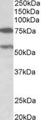 Proline Dehydrogenase 1 antibody, STJ72670, St John