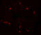 B And T Lymphocyte Associated antibody, 7473, ProSci, Immunofluorescence image 