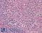 NAD Kinase antibody, LS-B15184, Lifespan Biosciences, Immunohistochemistry paraffin image 