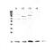 Interleukin 1 Family Member 10 antibody, A09268-2, Boster Biological Technology, Western Blot image 