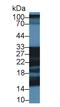 Shisa Family Member 4 antibody, LS-C375071, Lifespan Biosciences, Western Blot image 