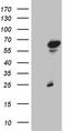 Zinc Finger Protein 329 antibody, LS-C792128, Lifespan Biosciences, Western Blot image 