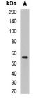 Chromobox 4 antibody, orb412355, Biorbyt, Western Blot image 