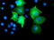 Osm antibody, TA503416, Origene, Immunofluorescence image 
