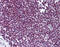 Forkhead Box O3 antibody, 51-951, ProSci, Immunohistochemistry frozen image 