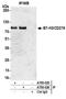 CD276 Molecule antibody, A700-026, Bethyl Labs, Immunoprecipitation image 