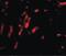 Cell Division Cycle Associated 8 antibody, PA5-20576, Invitrogen Antibodies, Immunofluorescence image 