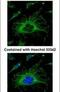 Aconitase 2 antibody, PA5-29037, Invitrogen Antibodies, Immunofluorescence image 