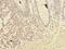 Solute Carrier Family 6 Member 3 antibody, LS-C378682, Lifespan Biosciences, Immunohistochemistry frozen image 
