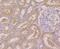 Betaine--Homocysteine S-Methyltransferase antibody, NBP2-75418, Novus Biologicals, Immunohistochemistry paraffin image 