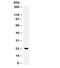 Colony Stimulating Factor 3 antibody, R31929, NSJ Bioreagents, Western Blot image 