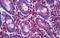 LIM Domain Kinase 1 antibody, MBS246674, MyBioSource, Immunohistochemistry frozen image 