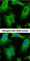 Phospholipase A2 Group IVA antibody, NBP1-31344, Novus Biologicals, Immunofluorescence image 