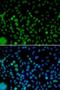 Interferon Regulatory Factor 2 antibody, LS-C346066, Lifespan Biosciences, Immunofluorescence image 