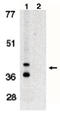 BCL2 Interacting Protein 3 Like antibody, AP05094PU-N, Origene, Western Blot image 