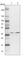 Protein Geranylgeranyltransferase Type I Subunit Beta antibody, HPA030646, Atlas Antibodies, Western Blot image 