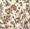 Olfactory Receptor Family 8 Subfamily B Member 8 antibody, LS-C163254, Lifespan Biosciences, Immunohistochemistry frozen image 