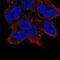 Tectonin Beta-Propeller Repeat Containing 1 antibody, HPA021061, Atlas Antibodies, Immunofluorescence image 