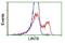 Lin-7 Homolog B, Crumbs Cell Polarity Complex Component antibody, NBP2-02852, Novus Biologicals, Flow Cytometry image 