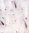 Unc-51 Like Autophagy Activating Kinase 2 antibody, abx033875, Abbexa, Immunohistochemistry frozen image 