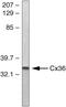 Cx36 antibody, 36-4600, Invitrogen Antibodies, Western Blot image 