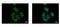 Ras Homolog Family Member C antibody, GTX100546, GeneTex, Immunofluorescence image 