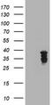 Jun Proto-Oncogene, AP-1 Transcription Factor Subunit antibody, CF800611, Origene, Western Blot image 