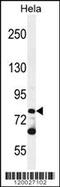 Protocadherin Beta 10 antibody, 55-995, ProSci, Western Blot image 