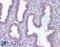 Transglutaminase 2 antibody, 46-485, ProSci, Enzyme Linked Immunosorbent Assay image 