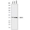 SEC13 Homolog, Nuclear Pore And COPII Coat Complex Component antibody, MAB90551, Novus Biologicals, Western Blot image 