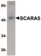 Scavenger Receptor Class A Member 5 antibody, PA5-20766, Invitrogen Antibodies, Western Blot image 