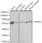 Serine hydroxymethyltransferase, mitochondrial antibody, MBS126805, MyBioSource, Western Blot image 