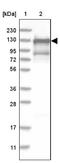 General Transcription Factor IIi antibody, NBP1-90010, Novus Biologicals, Western Blot image 